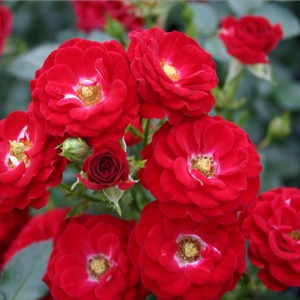 Crvena  - patuljasta ruža 